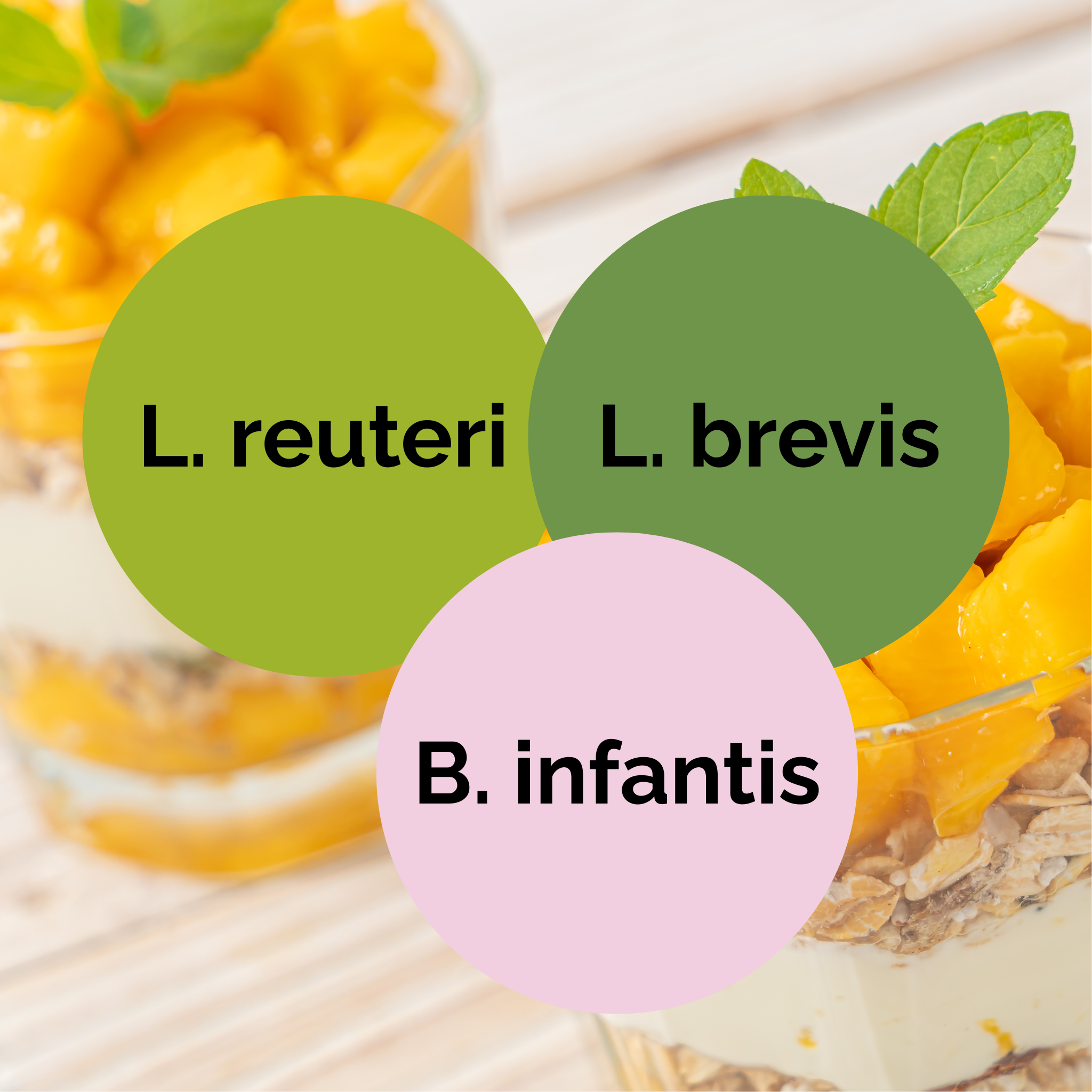 L. reuteri + L. brevis + B. infantis | ชุดเริ่มต้นโยเกิร์ต | เชื้อเริ่มต้น | แพ็ค 3 ชิ้น