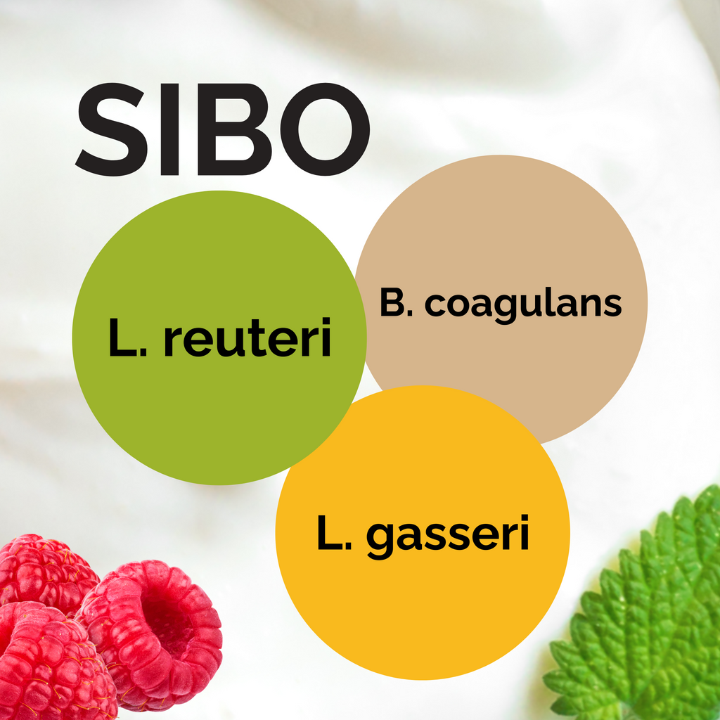 L. reuteri + B. coagulans + L. gasseri | ชุดเริ่มต้นโยเกิร์ต | โยเกิร์ต SIBO ตาม Dr. Davis | เชื้อเริ่มต้น | แพ็ค 3 ชิ้น